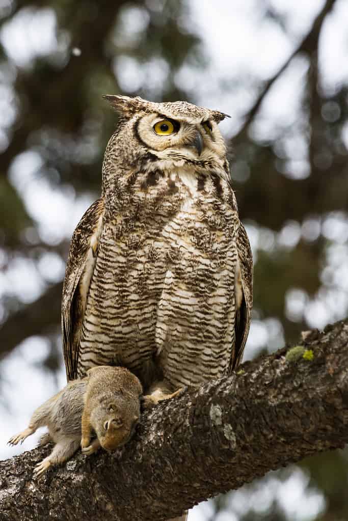 This juvenile Great Horned Owl hunted down a ground squirrel and brought it back up to a tree branch where he now stands with the squirrel.