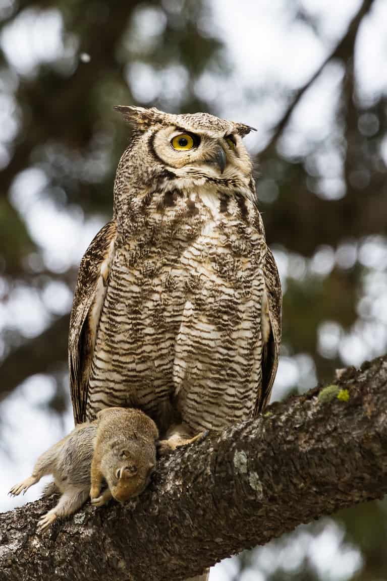 Discover the Largest Owl in Florida And Its 5 Foot Wingspan