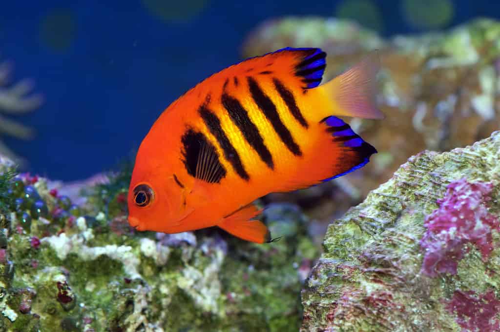 Flame Angelfish, Centropyge loricula, is a dwarf or pygmy marine angelfish from the tropical waters of the Pacific Ocean