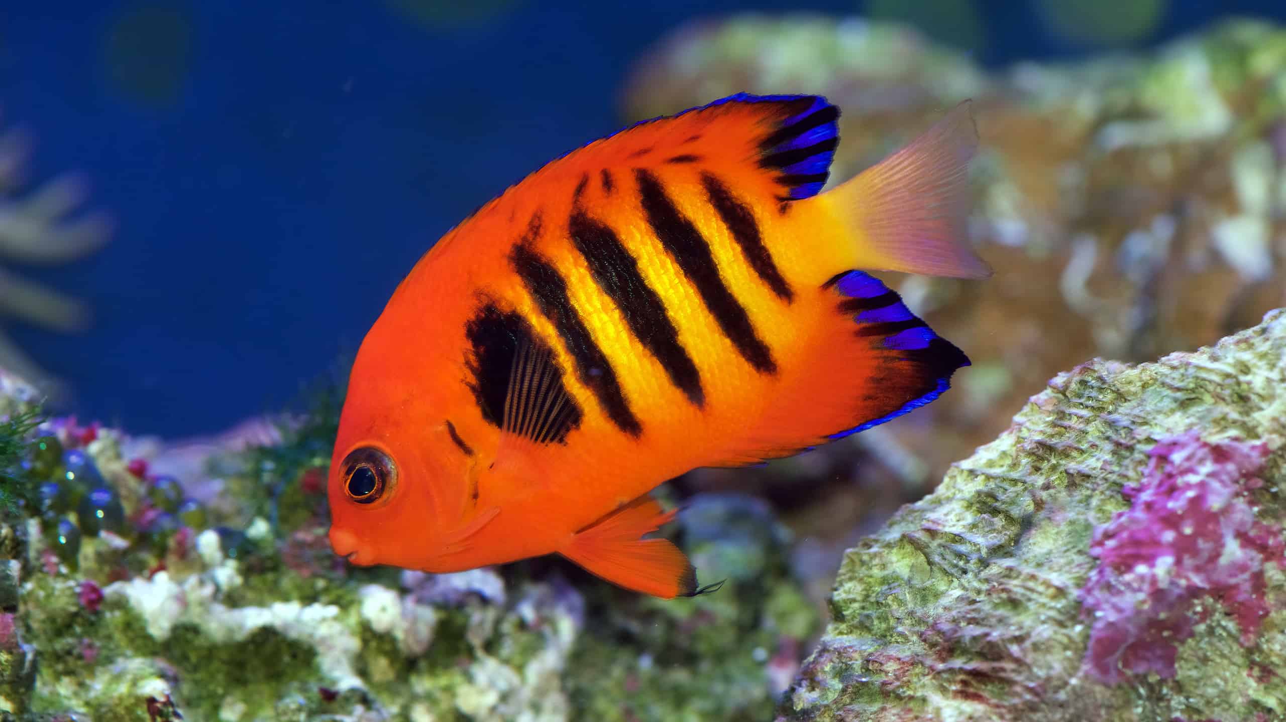 Flame Angelfish, Centropyge loricula, is a dwarf or pygmy marine angelfish from the tropical waters of the Pacific Ocean