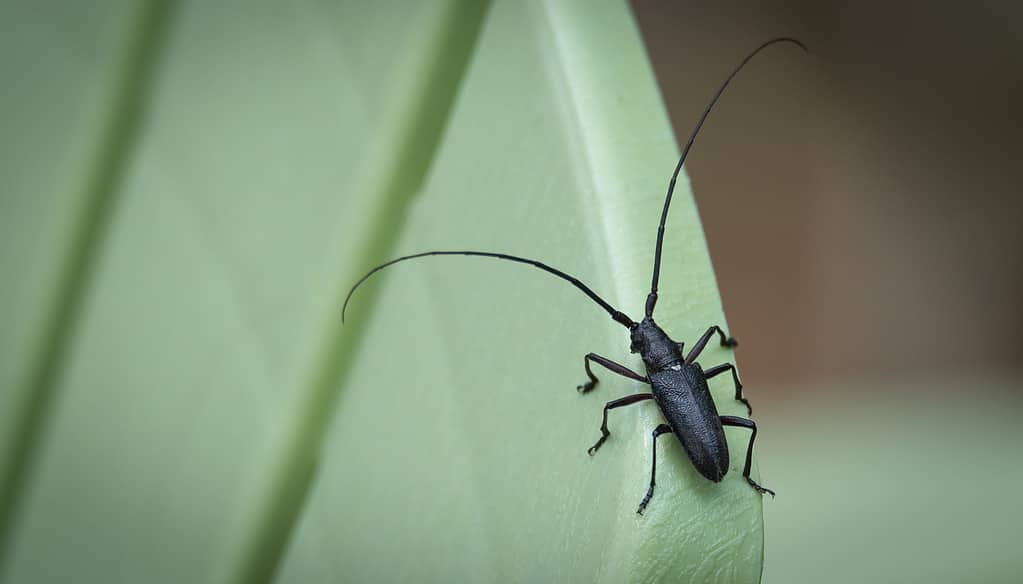 Pine Sawyer Beetle - Types of Black Beetles