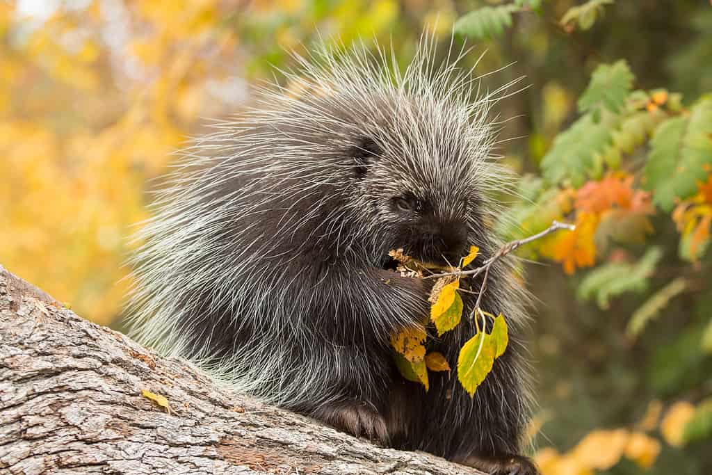 Close up of a North American porcupine. The porcupine is visible center from perched on a log eating a small tree branch with yellow oval leaves. The porcupine is facing the camera. but id looking at its meal.