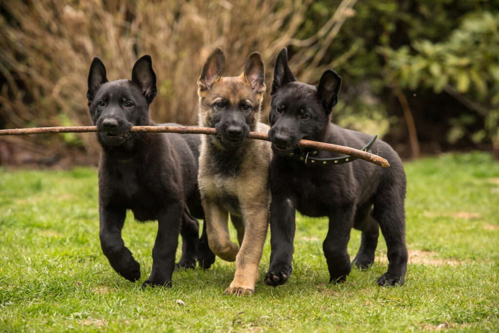 Three working line German shepherd puppies brings one stick