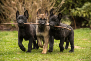 Do German Shepherds Make Good House Pets? Everything To Know About Their Temperament Picture