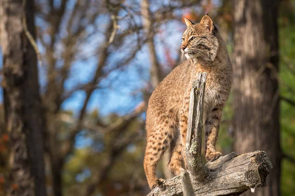 Bobcats are skilled predators