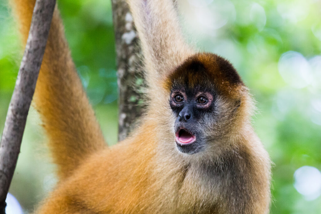 A brown spider monkey gazes into the distance by the beach in Guanacaste, Costa Rica.
