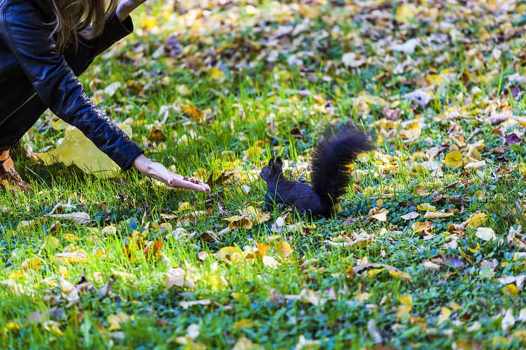 black squirrel