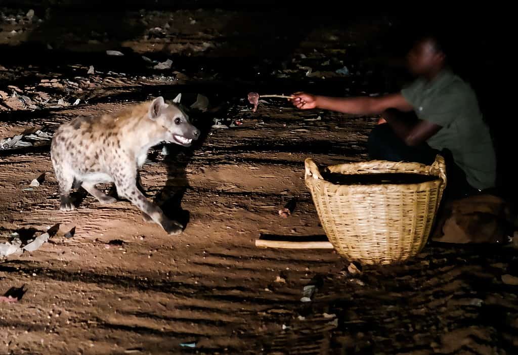 Experience the once-in-a-lifetime opportunity to feed wild hyenas in Harar