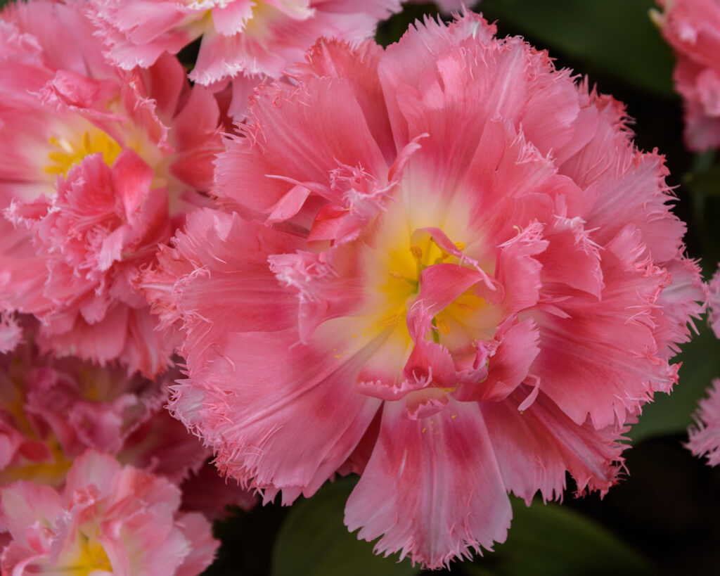 The 'Aveyron' tulip has vibrant pink flowers with ruffled edges.