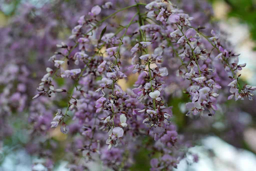 Flower of Dalbergia oliveri Tree - Trees Native to Thailand