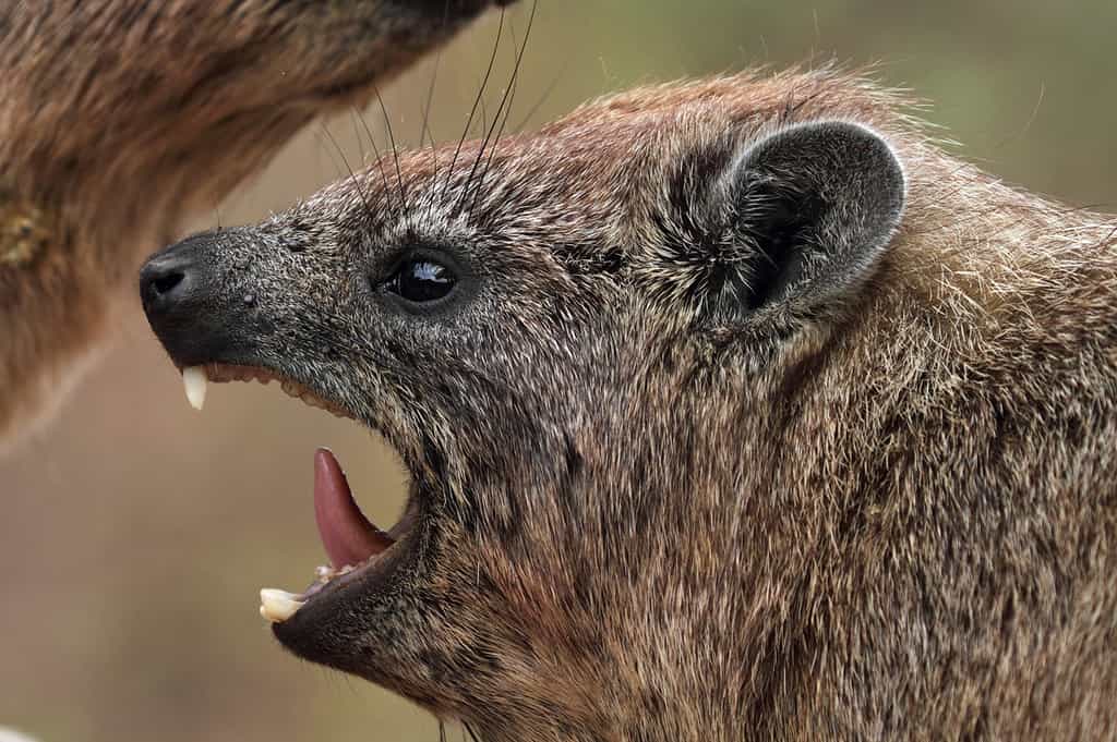 Rock hyrax male showing its tusks, Serengeti, Tanzania. The hyrax is in profile, having left. Its mouth is open.