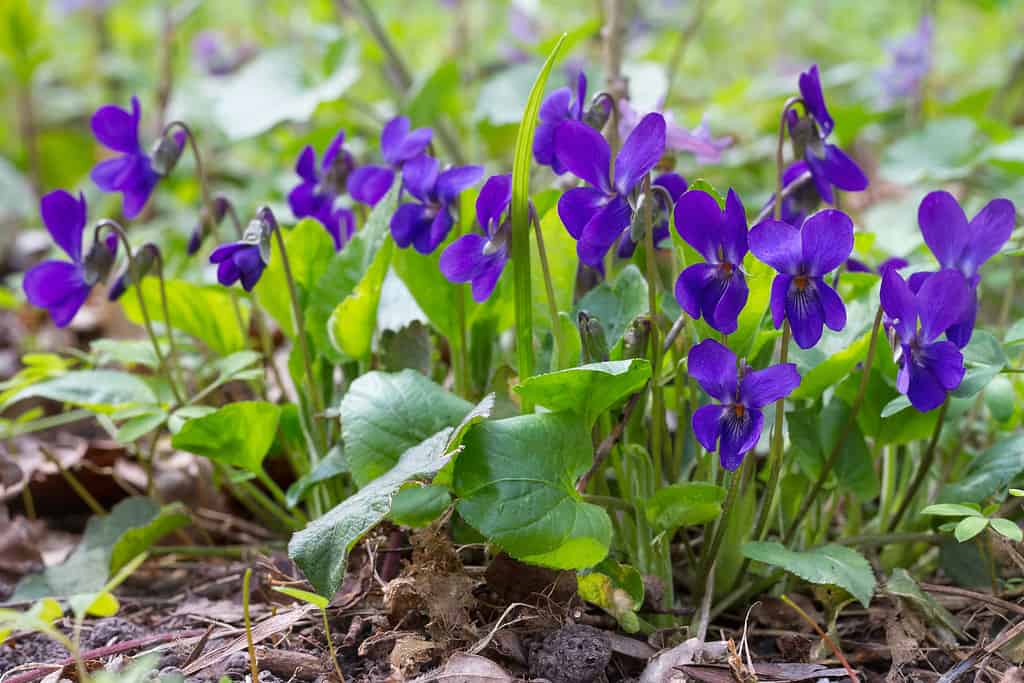 Viola odorata