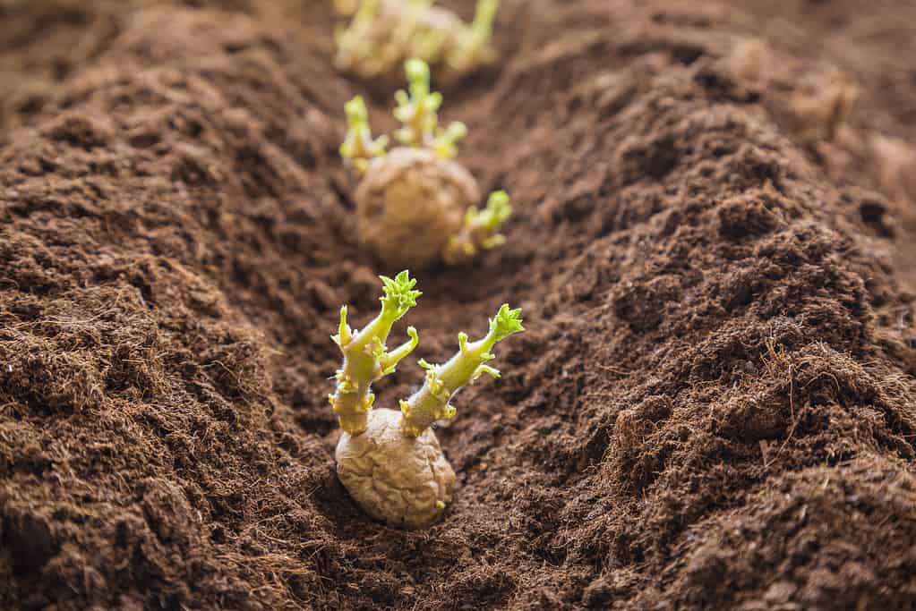 Potato tubers planting into the ground. Early spring preparations for the garden season.