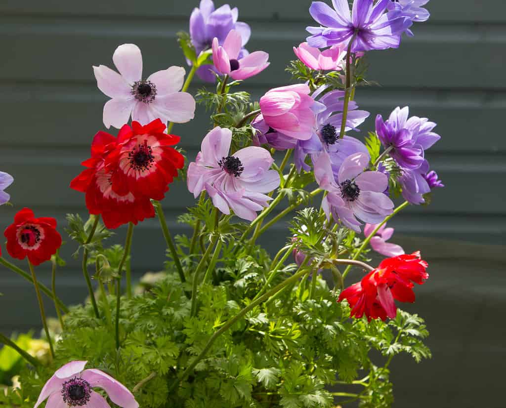 St. Brigid Mix anemones in purples, pinks, and reds