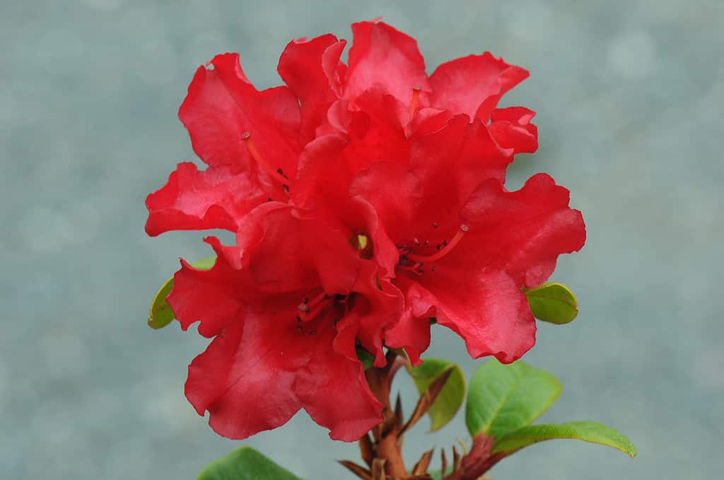 Red rhododendron flowers