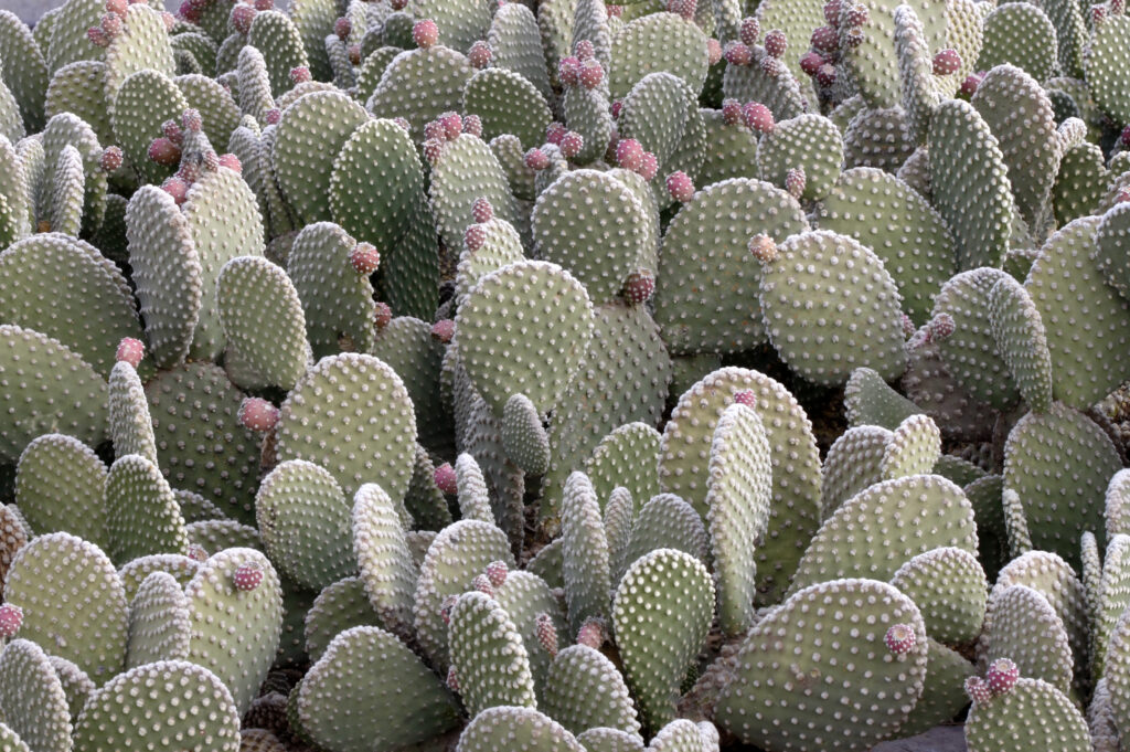 Beavertail Prickly Pear Cactus with Fruit