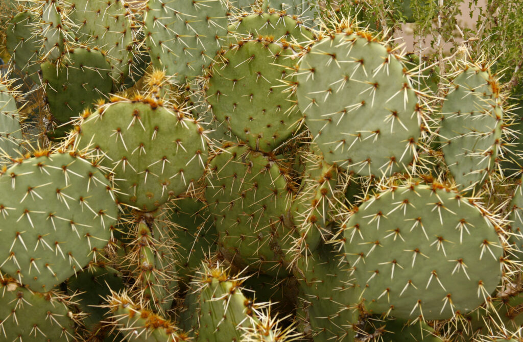 Pancake Prickly Pear Cactus