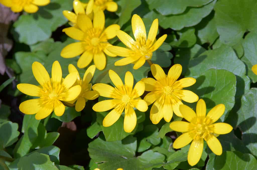 Bright yellow corollas of lesser celandine looks pleasantly in the nice bouquet. Lesser celandine (Ficaria verna, buttercup family) beautifully blooms in April