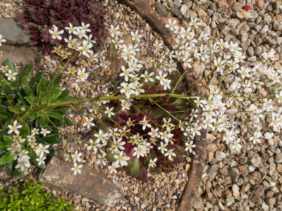 A Discover the National Flower of Norway: The Pyramidal Saxifrage