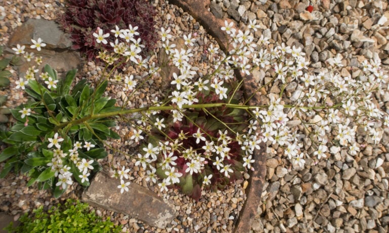 pyramidal saxifrage