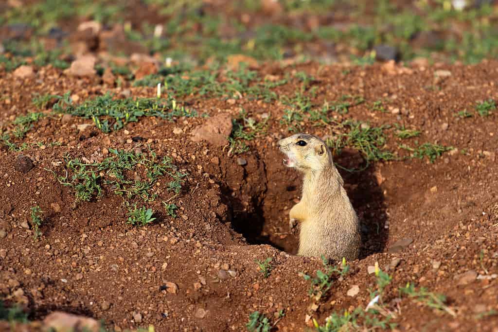 Cynomys gunnisoni or Gunnison's prairie dog in a burrow entrance.