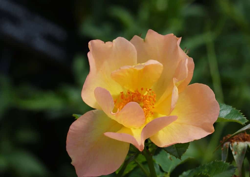 A closeup of the peach-yellow petals of a Morden Sunrise Rose.