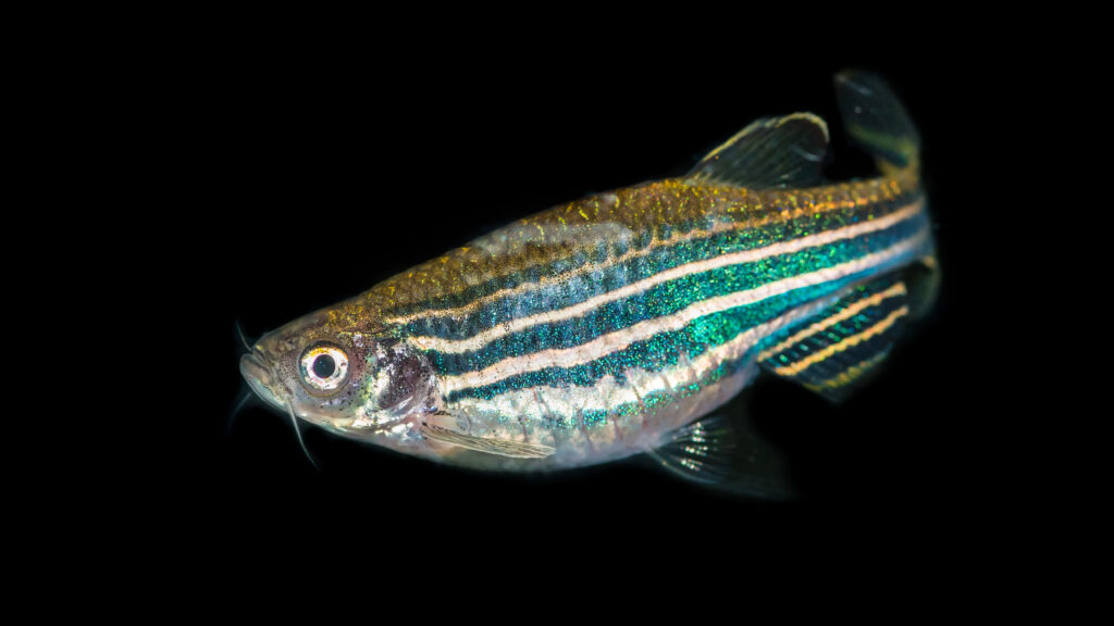 A macro shot of a zebra danio tropical fish.