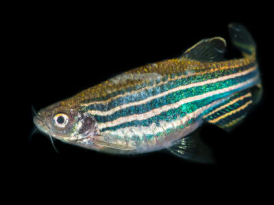 A Zebrafish (Zebra Fish)