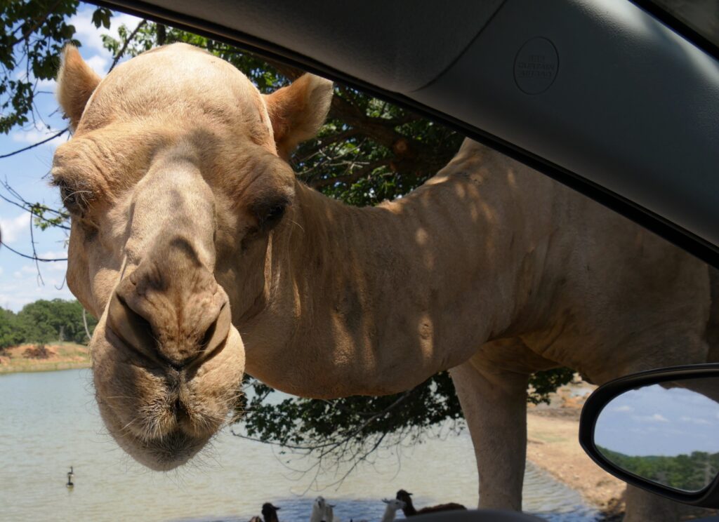 Close up of a camel’s head peeking into the driver’s window of a vehicle at a drive-thru zoo.