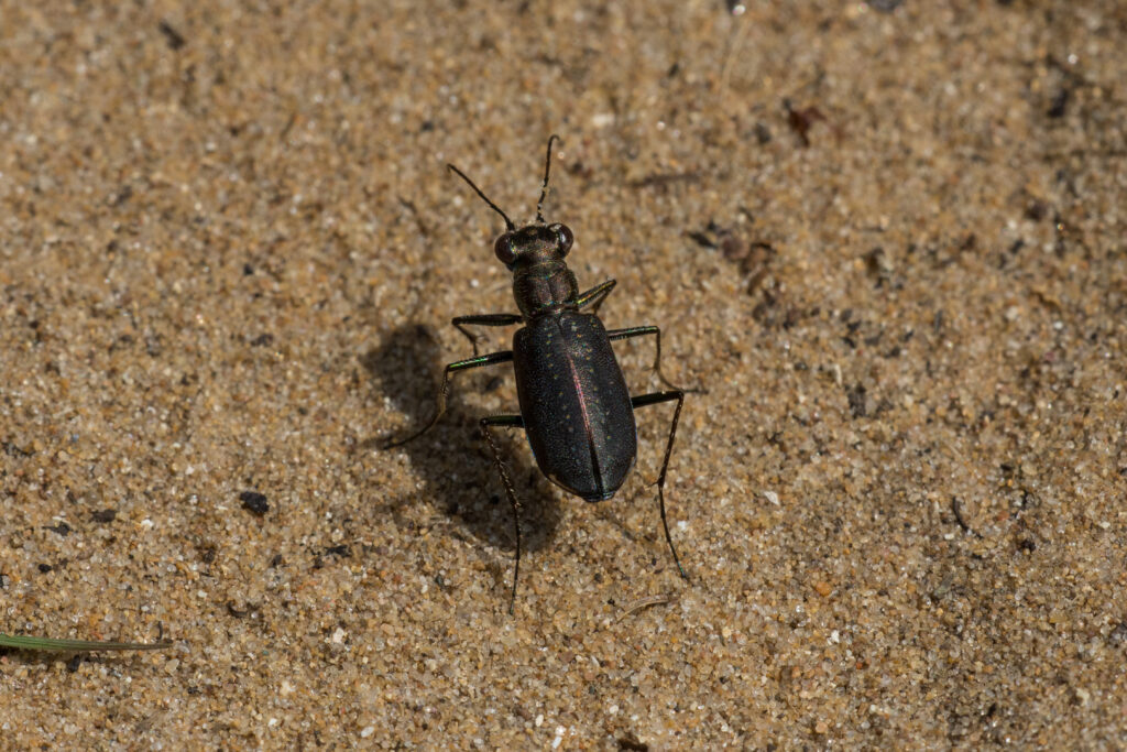 A Punctured Tiger Beetle on a sandy trail in Door County, Wisconsin.