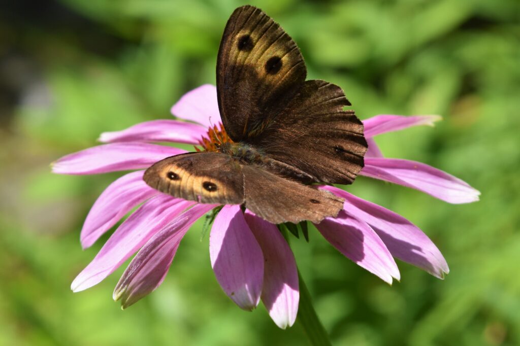 Common Wood Nymph Butterfly