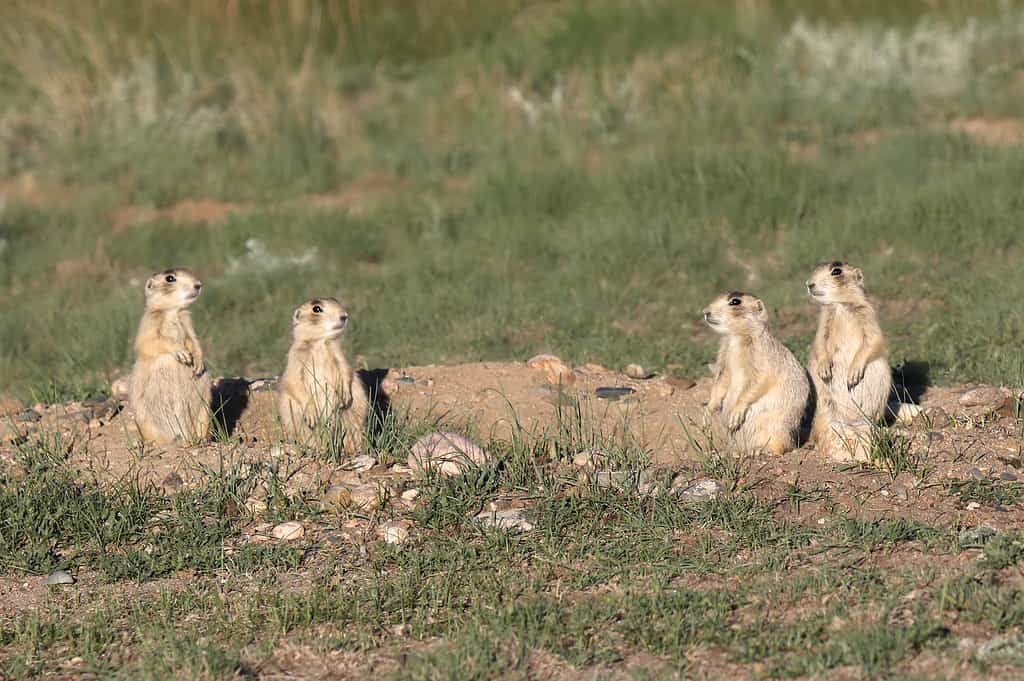 Four Cynomys leucurus or white-tailed prairie dogs near their burrow.
