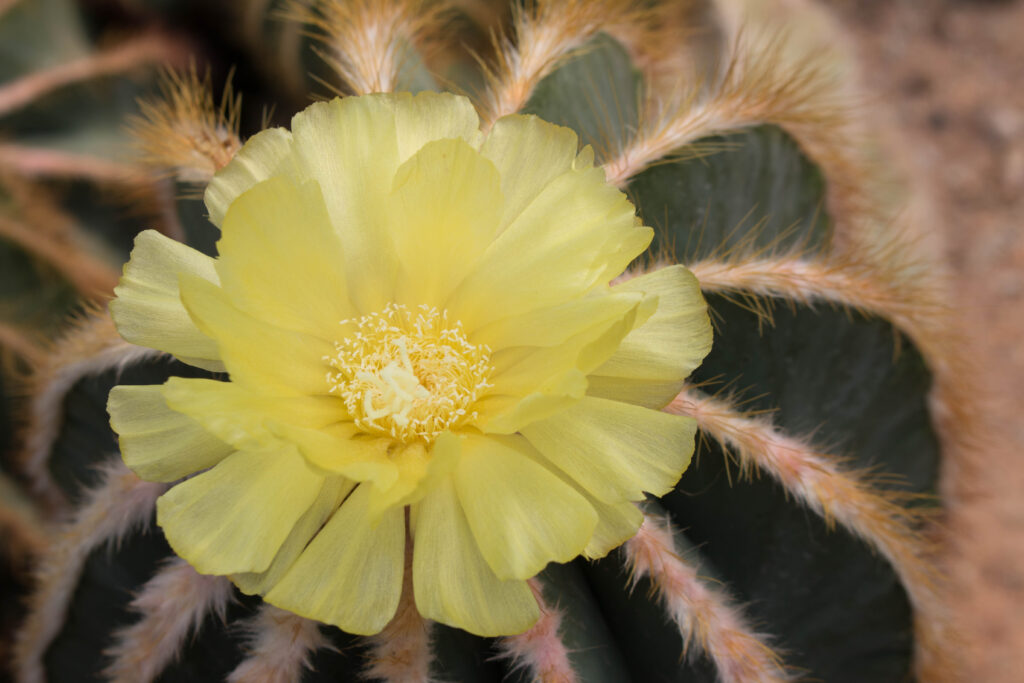 Barrel cactus with yellow flower.