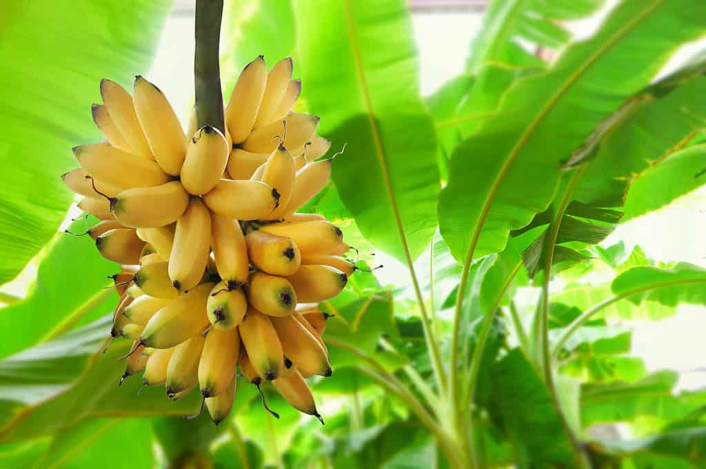 Banana Bunch on a Tree