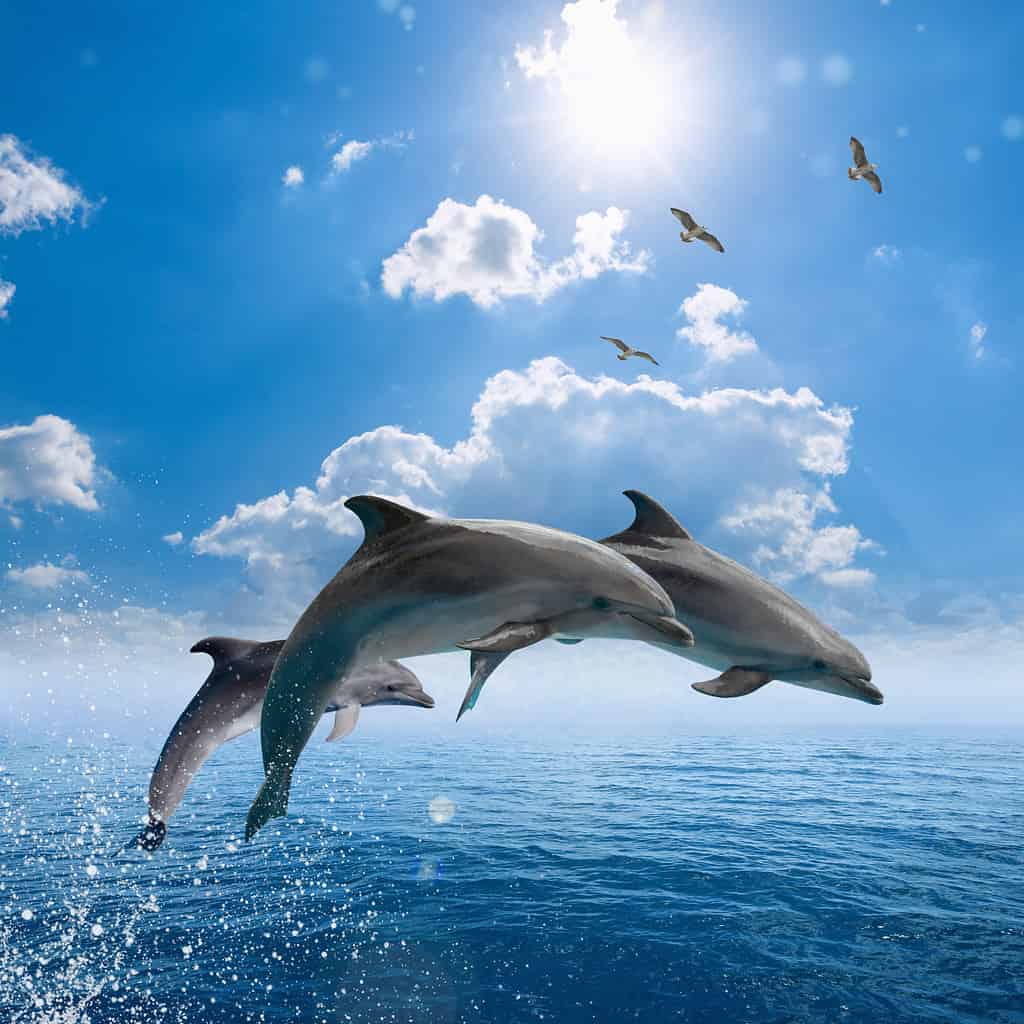 Three  dolphins jumping out of blue sea, seagulls fly high in blue sky with white clouds and bright sun