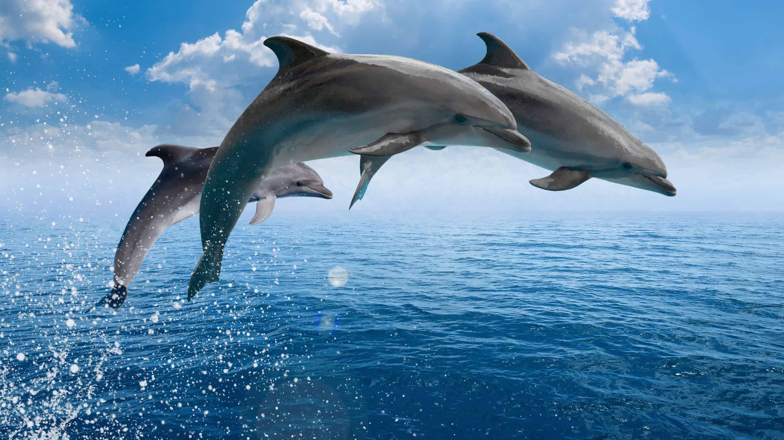 Three Marine wildlife background - dolphins jumping out of blue sea, seagulls fly high in blue sky with white clouds and bright sun