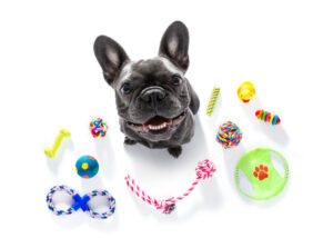 The 7 Best Pet Products on Amazon This March Picture