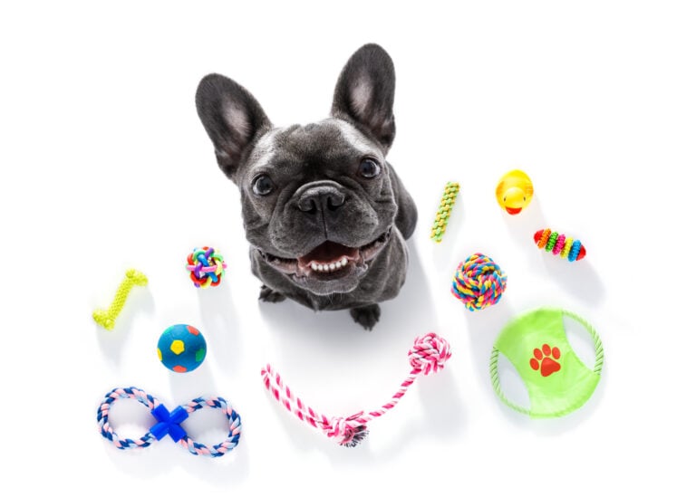 curious french bulldog dog looking up to owner waiting or sitting patient to play or go for a walk, isolated on white background, with a lot of pet toys
