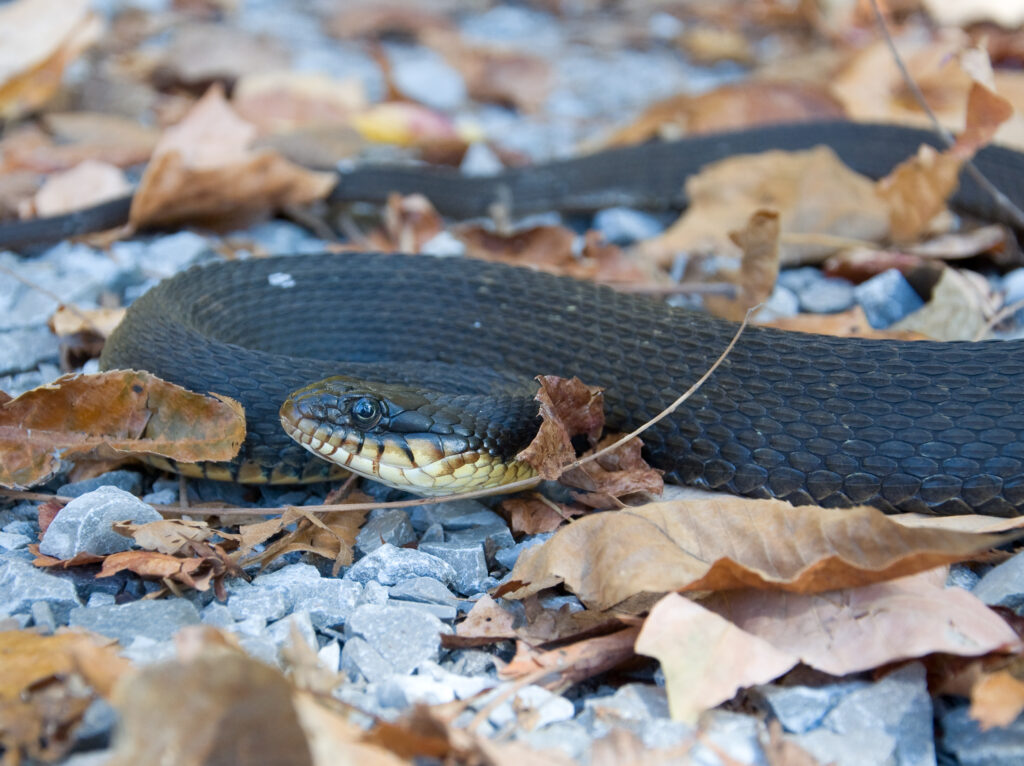Yellow-bellied water snakes are excellent swimmers