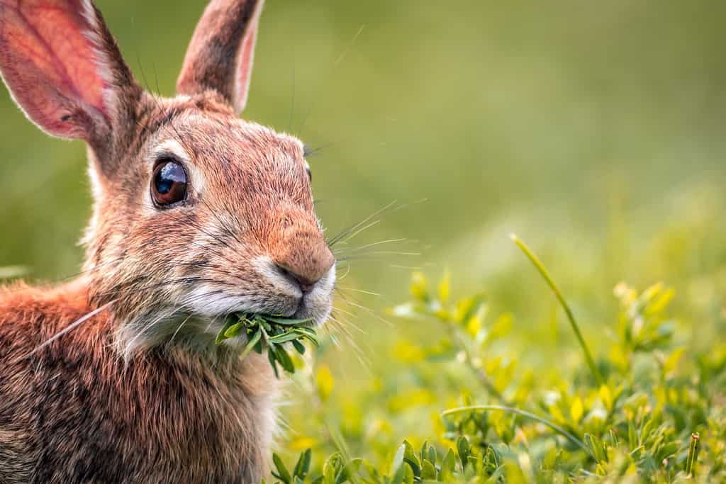 Close-up of Eastern Cottontail Rabbit