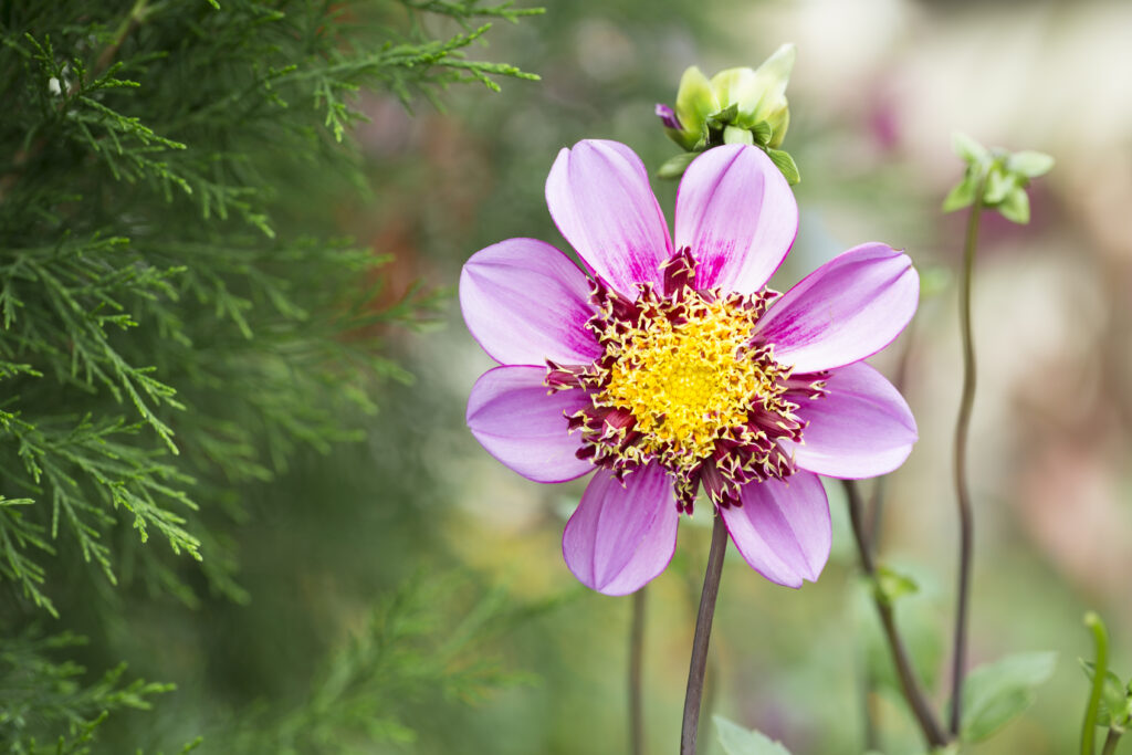 Dahlia collarette flower