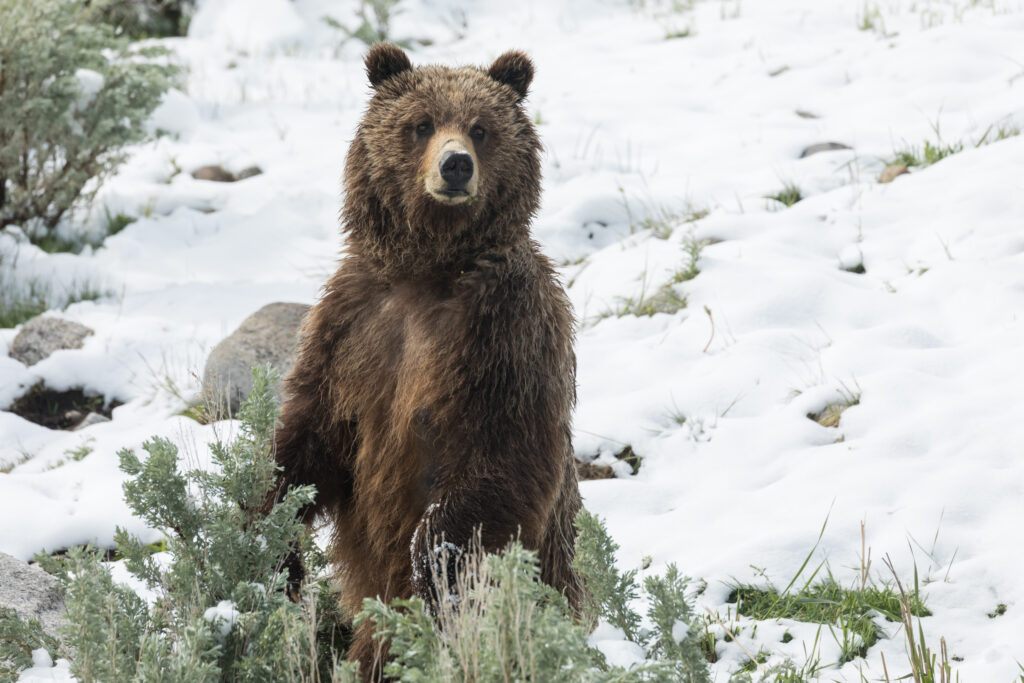 Mother grizzly bear ever vigilant monitoring the whereabouts of her cub.