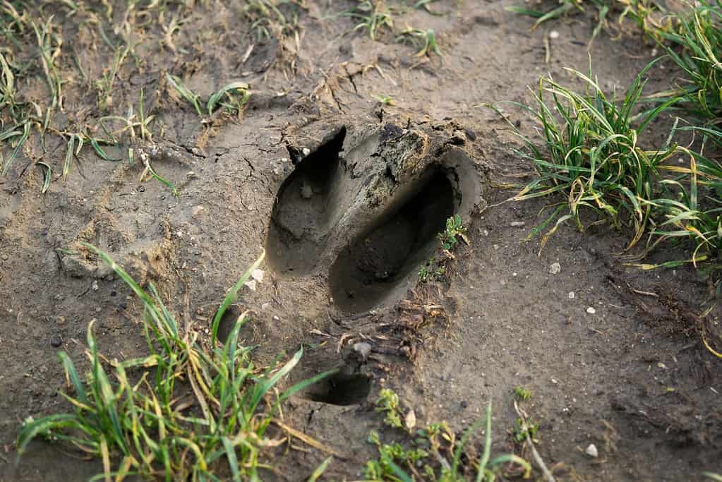 Footprint of the wild boar on the ground. Slovakia