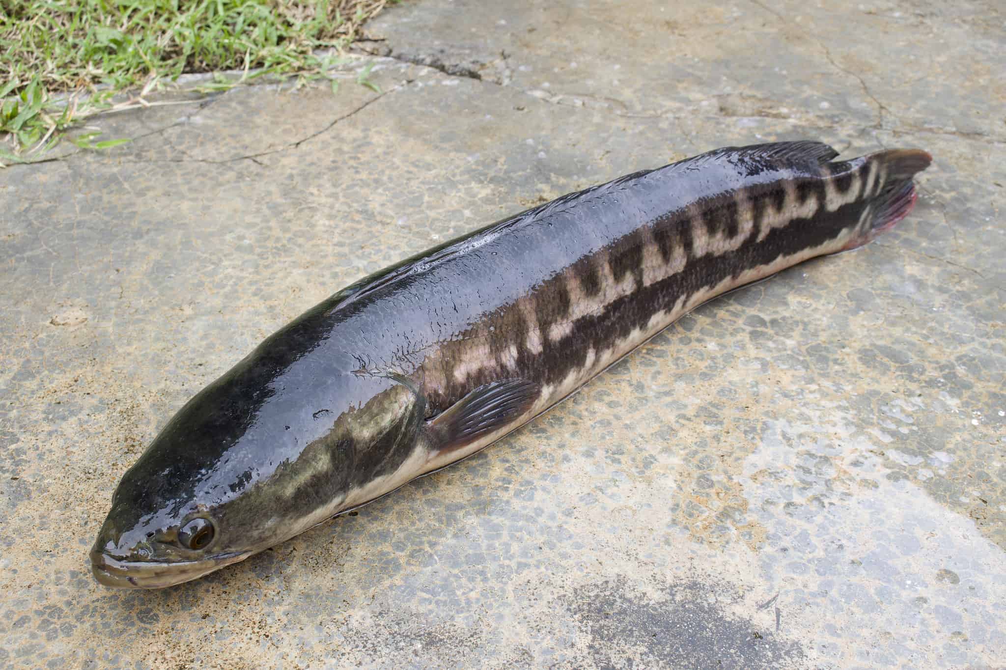 7 Types of Snakehead Fish - A-Z Animals