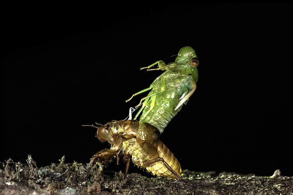 Newly emerge molting cicada at night isolated on black background. The cicada's former shell is still attached to the tree as the vivid green cicada rises almost vertically out of the brown transparent shell.