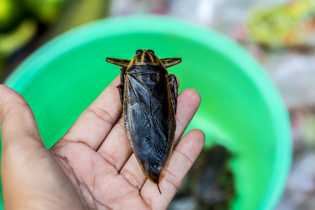 Lethocerus indicus, a giant water bug on hand