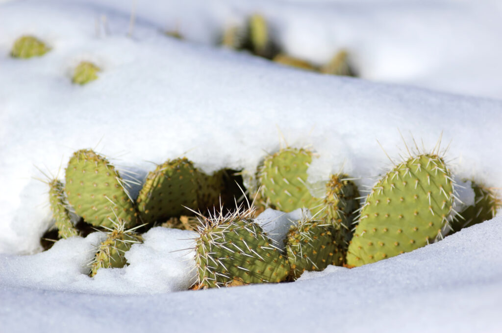 Snow-covered cactus (Zion National Park, Utah, USA)