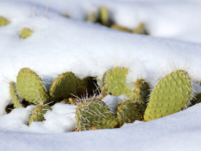 A Discover 7 Cactus Types That Can Survive the Winter