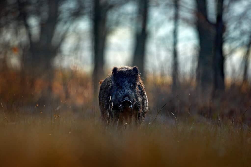 Big Wild boar, Sus scrofa, running on grassy meadow, red autumn forest in background. Wildlife scene from nature.