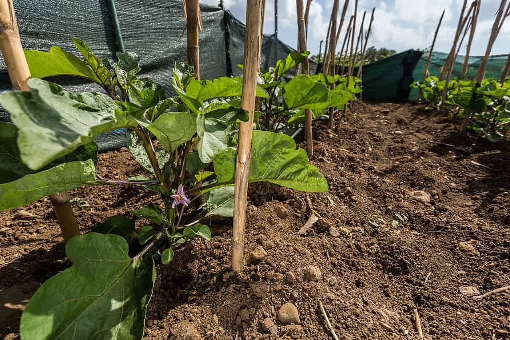 Vegetables growing in a vegetable garden and dark soil. Close-up of a eggplant